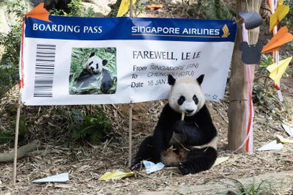 SELAMAT TINGGAL: Beruang panda, Le Le iaitu panda pertama yang dilahirkan di Singapura akan berangkat ke China pada 16 Januari 2024.
