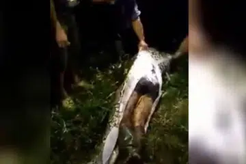 DITELAN ULAR: Mangsa ditemui dalam perut ulat sawa. - Foto TRIBUN TIMUR