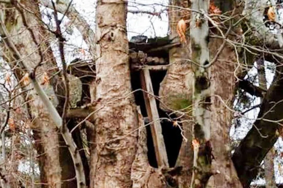 POKOK 950 TAHUN: Pohon Plane yang terletak di laluan antara Termez dengan Bukhara di Uzbekistan, kini dilindungi pihak pemerintah dan ruang kelilingnya pernah digunakan sebagai kedai runcit, sekolah dan pejabat pentadbiran kampung. 