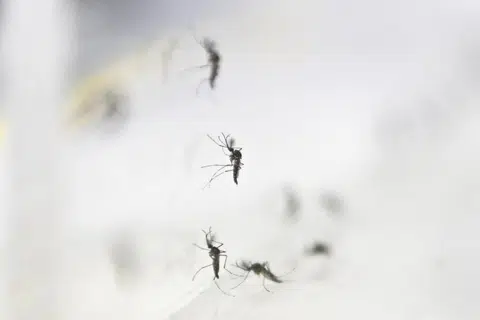 Setakat 12 Jun, sebanyak tujuh kes Zika tempatan telah dilaporkan pada 2025.