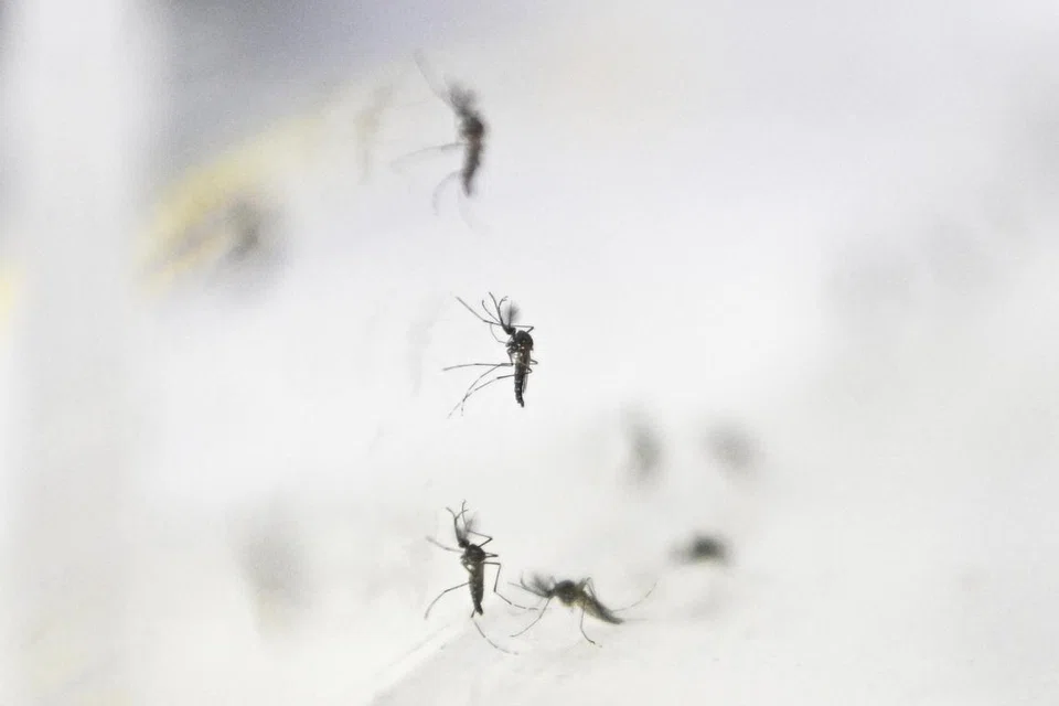 Setakat 12 Jun, sebanyak tujuh kes Zika tempatan telah dilaporkan pada 2025.