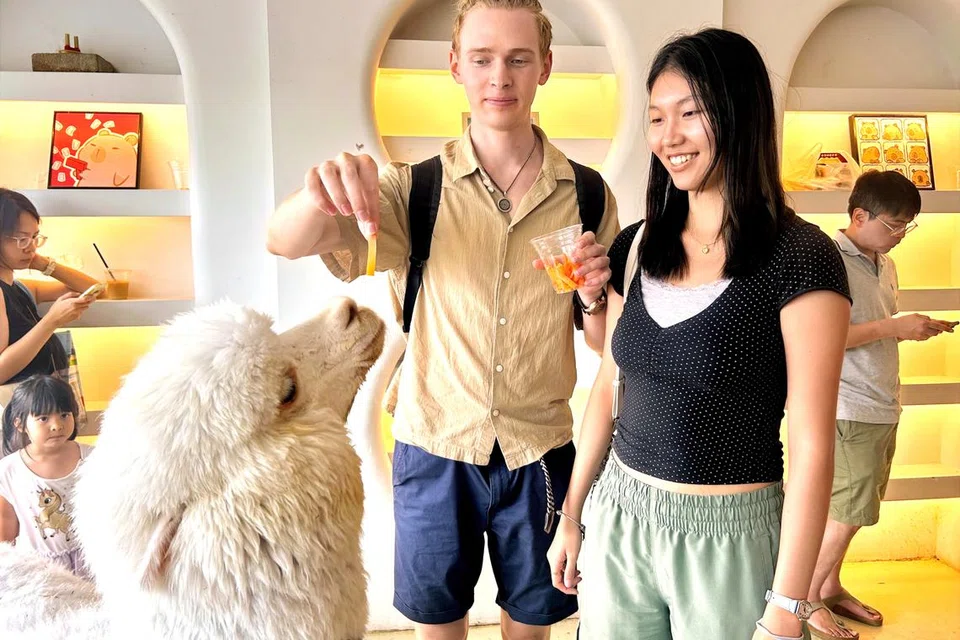 Pasangan dari Singapura, Encik Aleksandr Dorogov, 24 tahun, dan Cik Trudie Khan, 22 tahun, memberikan lobak pada seekor alpaka.