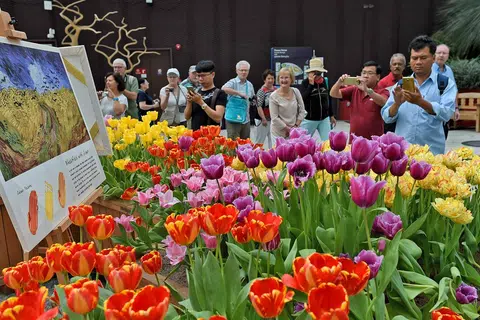PELBAGAI JENIS BUNGA: Peserta berpeluang memasuki Flower Dome, yang kini mempamerkan bunga tulip jika ikuti lawatan berpandu. - Foto AFP