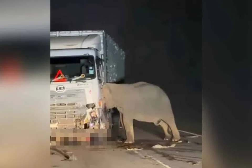 Ramai netizen yang bersimpati dengan nasib ibu gajah yang meratapi pemergian anaknya yang dilanggar lori ayam  di Jalan Raya Timur-Barat (JRTB) Gerik–Jeli, awal pagi 11 Mei.