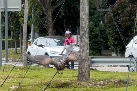Burung hering Himalaya  – spesies burung hampir terancam yang biasanya ditemui di kawasan altitud tinggi di Himalaya – dilihat di kawasan East Coast pada 11 Januari.