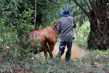 Seorang penternak cedera parah di perut selepas ditanduk lembu korban di Bachok, Kelantan.