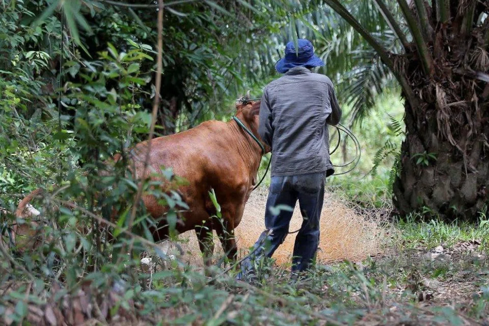 Seorang penternak cedera parah di perut selepas ditanduk lembu korban di Bachok, Kelantan.