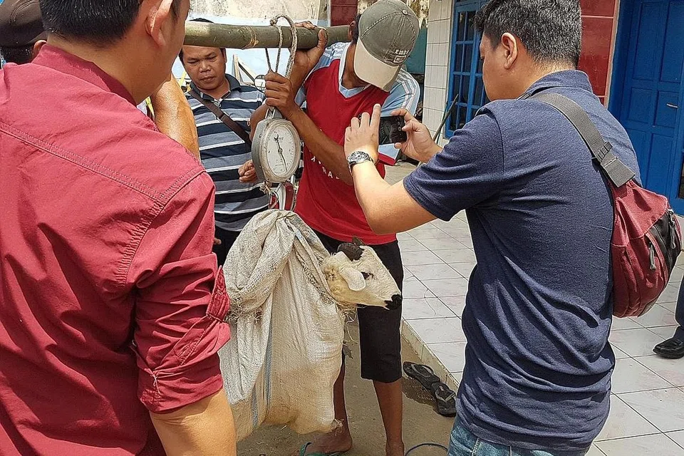 TIMBANG BERAT: Setiap ekor kambing akan ditimbang beratnya, sebelum disembelih bagi ibadah korban. Kambing-kambing ini perlu memiliki berat badan antara 20 kilogram dengan 23 kilogram. - Foto MADRASAH AL-MA'ARIF AL-ISLAMIAH
