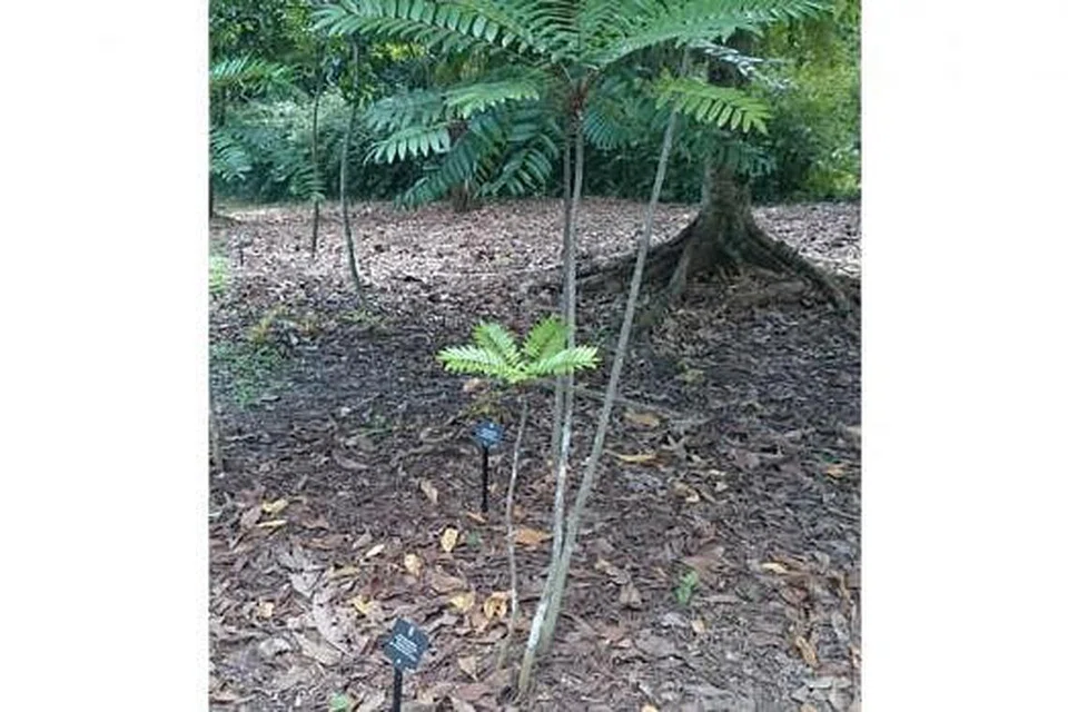 POHON TONGKAT ALI: Mekar di Kebun Bunga Singapura. - Foto HAKIM YUSOF