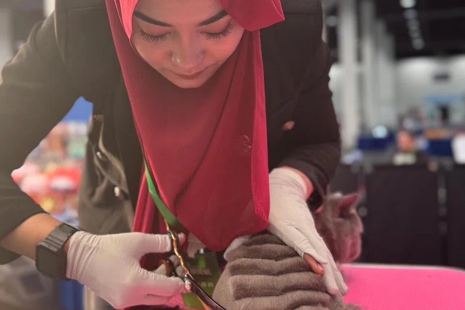 Cik Zee kelihatan tekun mendandan kucing dan mengukir bentuk ‘naga’ untuk pertandingan UCA Cat Groomer Elite Creative.