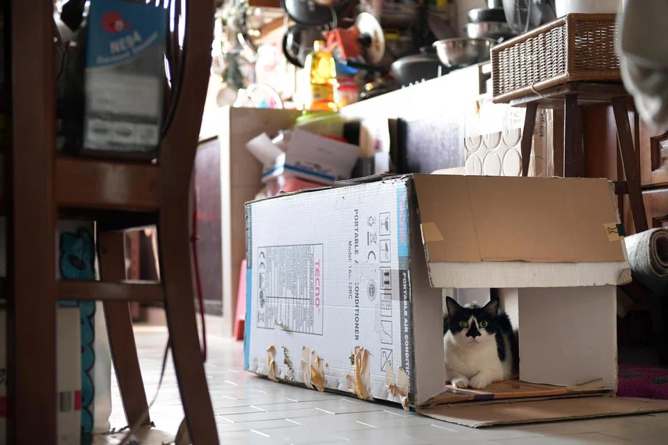 Mulai 1 September, pemilik kucing peliharaan boleh membuat permohonan untuk mendapatkan lesen bagi kucing mereka. Pada 1 September 2026, menyimpan kucing peliharaan yang tidak berlesen merupakan satu kesalahan. 