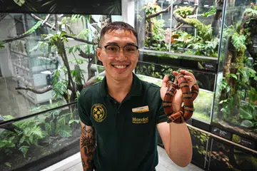 Penjaga ular di Taman Haiwan Singapura, Encik Timothy Lim, bergambar bersama Ular Susu Honduran atau ‘Honduran Milk Snake’. Taman Haiwan Singapura mempunyai sekitar 70 ekor ular daripada lebih 20 spesies. 