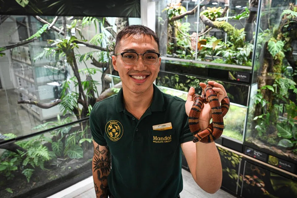Penjaga ular di Taman Haiwan Singapura, Encik Timothy Lim, bergambar bersama Ular Susu Honduran atau ‘Honduran Milk Snake’. Taman Haiwan Singapura mempunyai sekitar 70 ekor ular daripada lebih 20 spesies. 