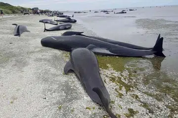 Lebih 400 Ikan paus pandu mendamparkan diri di Farewell Spit di kawasan Golden Bay di bahagian utara Pulau Selatan, New Zealand. Ratusan daripada haiwan itru mati. 