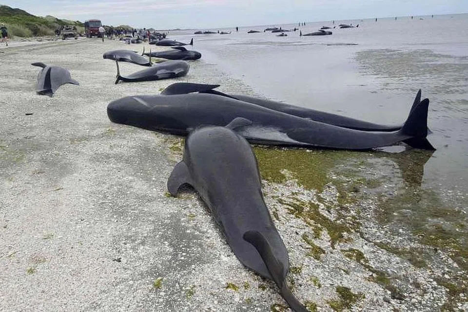 Lebih 400 Ikan paus pandu mendamparkan diri di Farewell Spit di kawasan Golden Bay di bahagian utara Pulau Selatan, New Zealand. Ratusan daripada haiwan itru mati. 