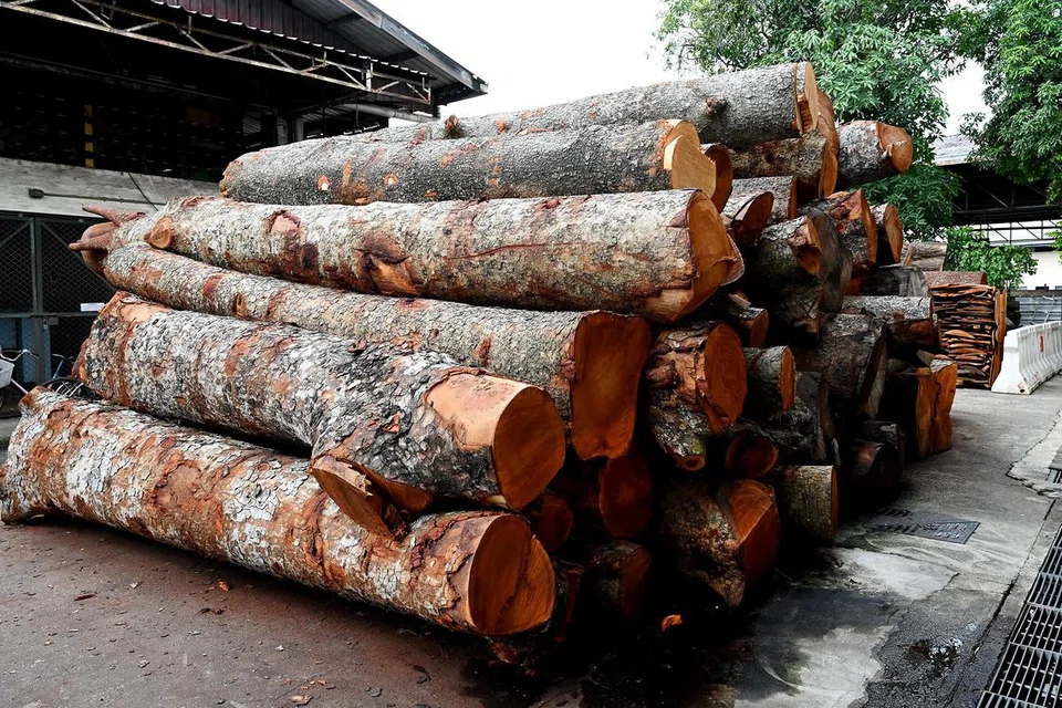 Pokok yang ditebang dibawa ke gudang Timber Actually, syarikat perabot  kayu. Di gudang tersebut, mereka menghasilkan perabot berkualiti menggunakan kayu tempatan seperti pokok hujan-hujan, pokok sena dan lain-lain. 