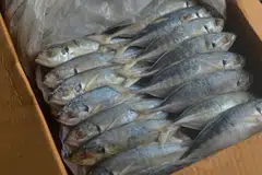 Kerajaan Malaysia larang eksport 4 jenis ikan, udang dari 1 Jan hingga 28 Feb