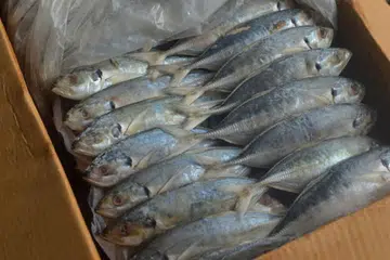 Kerajaan Malaysia larang eksport 4 jenis ikan, udang dari 1 Jan hingga 28 Feb