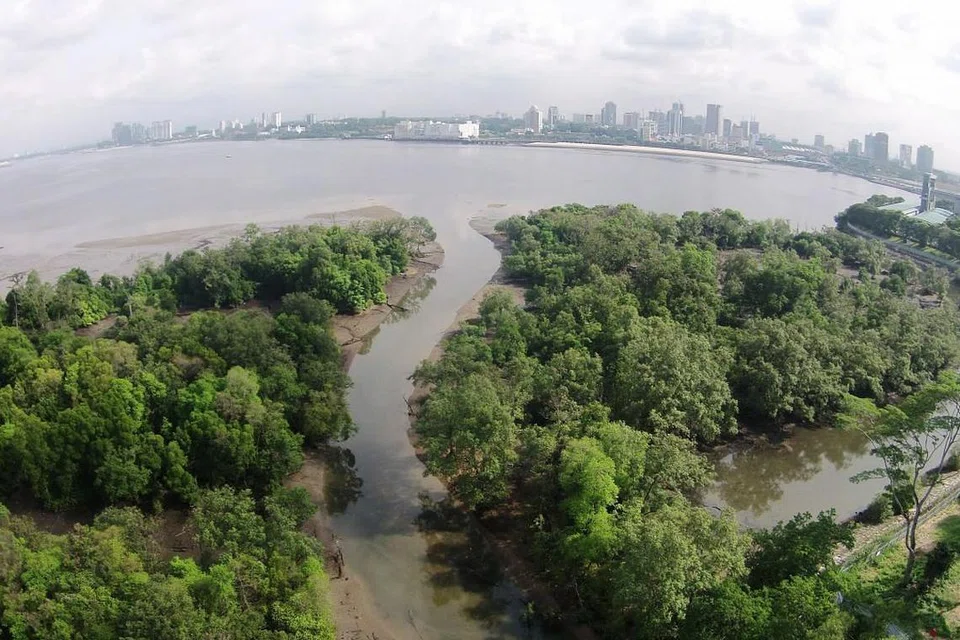 TERSERGAM INDAH: Pemandangan dari atas ini menunjukkan kawasan yang bakal dijadikan Taman Paya Bakau dan Lumpur Mandai. Semasa air surut, kawasan yang luas ini menjadi tumpuan bagi burung-burung mencari makan.
