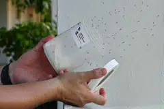 USAHA PERANGI DENGGI: Projek Wolbachia, yang melibatkan pengawanan nyamuk jantan yang dijangkiti bakteria Wolbachia dengan nyamuk betina, akan diperluas kepada 1,400 lagi blok Lembaga Perumahan dan Pembangunan (HDB) mulai bulan depan.