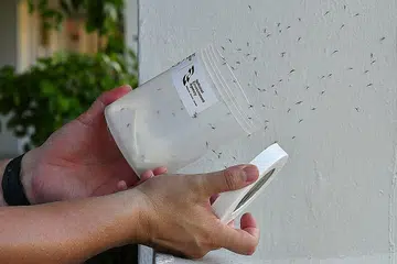 USAHA PERANGI DENGGI: Projek Wolbachia, yang melibatkan pengawanan nyamuk jantan yang dijangkiti bakteria Wolbachia dengan nyamuk betina, akan diperluas kepada 1,400 lagi blok Lembaga Perumahan dan Pembangunan (HDB) mulai bulan depan.