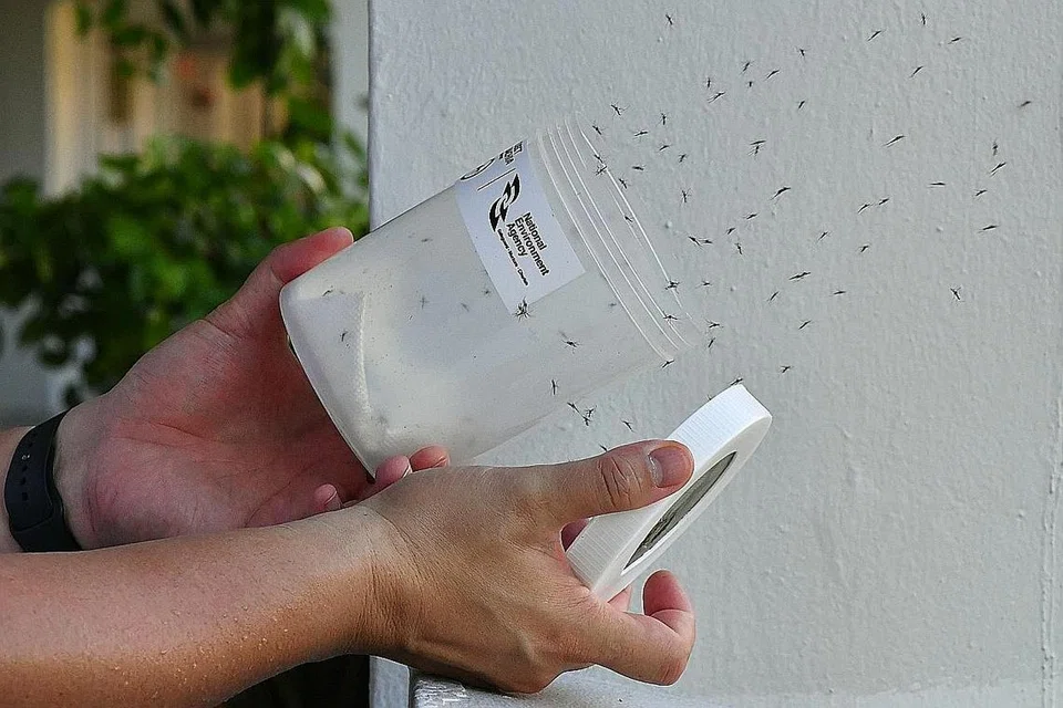USAHA PERANGI DENGGI: Projek Wolbachia, yang melibatkan pengawanan nyamuk jantan yang dijangkiti bakteria Wolbachia dengan nyamuk betina, akan diperluas kepada 1,400 lagi blok Lembaga Perumahan dan Pembangunan (HDB) mulai bulan depan.