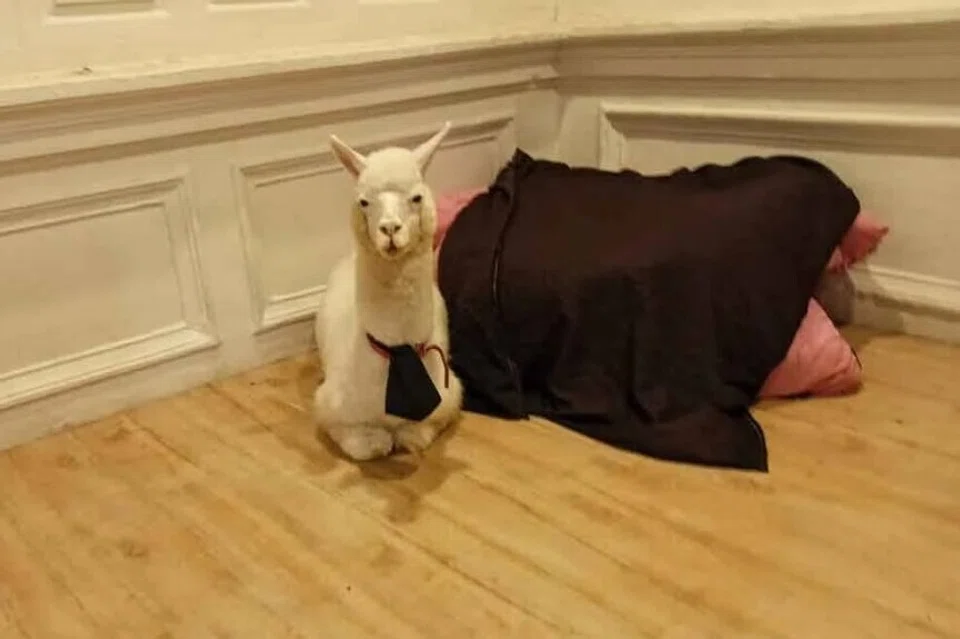 Seekor alpaka jantan yang tular di media sosial selepas dipamerkan di bahagian depan restoran berkonsepkan ‘mini zoo’ di Melaka, yang diarah tutup serta merta oleh Majlis Bandaraya Melaka Bersejarah pada 22 September.