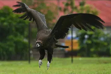 UNGGAS BERTANDANG: Burung hering antara unggas - termasuk spesies dalam penghijrahan dari negara asal mereka yang jauh - yang boleh dilihat di sini. - Foto BH oleh LIM YAOHUI