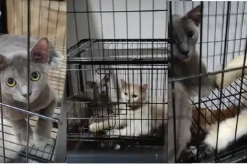 DIARAH CARI PEMILIK BARU: Kucing-kucing pemilik itu disimpan di dalam kandang. Beliau menyimpan kira-kira 50 kucing sebelum ini tetapi telah memberi  lebih 11 anak kucing kepada orang lain.