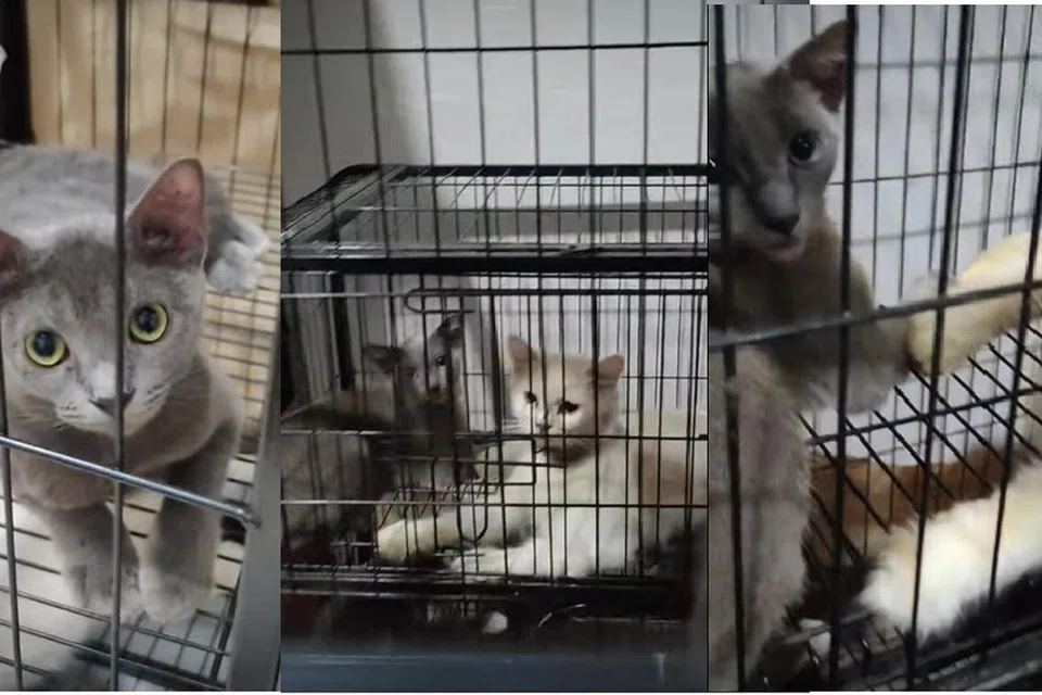 DIARAH CARI PEMILIK BARU: Kucing-kucing pemilik itu disimpan di dalam kandang. Beliau menyimpan kira-kira 50 kucing sebelum ini tetapi telah memberi  lebih 11 anak kucing kepada orang lain.