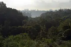 LALUAN CROSS ISLAND: Terowong Laluan MRT Cross Island akan dibina 70 meter bawah hutan simpanan.