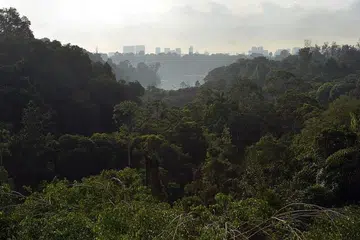 LALUAN CROSS ISLAND: Terowong Laluan MRT Cross Island akan dibina 70 meter bawah hutan simpanan.