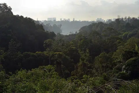 LALUAN CROSS ISLAND: Terowong Laluan MRT Cross Island akan dibina 70 meter bawah hutan simpanan.