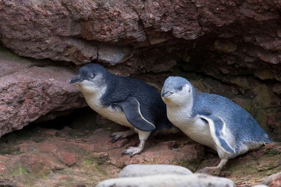 Keluarga boleh melihat burung penguin di Pohatu Penguins, Akaroa.