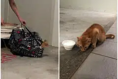 ANIAYA: Anak kucing itu ditemui terperangkap dalam semua beg yang dizip dalam sebuah kotak di sebuah tempat letak kereta di Taman Jurong pada 23 Jun 2018.
