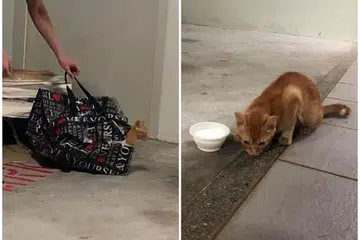 ANIAYA: Anak kucing itu ditemui terperangkap dalam semua beg yang dizip dalam sebuah kotak di sebuah tempat letak kereta di Taman Jurong pada 23 Jun 2018.