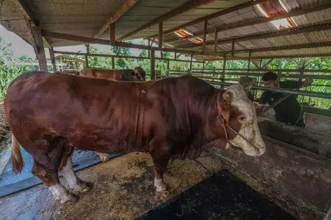 prabowo