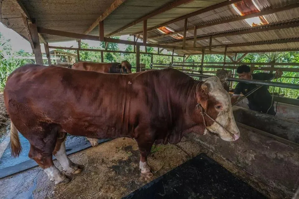 Seekor lembu korban sumbangan Presiden Indonesia, Prabowo Subianto, sempena sambutan Aidiladha diikat di dalam kandang di Kampung Pombulaa Jaya, Kabupaten Konawe Selatan, Sulawesi Tenggara, pada 24 Mei 2026.