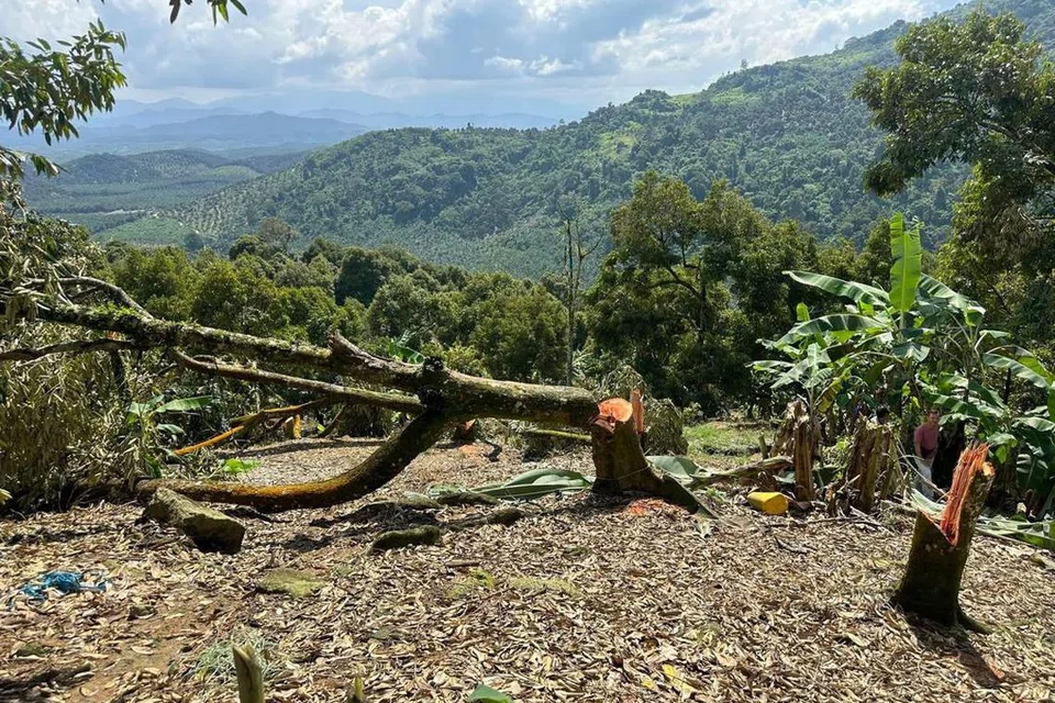 Pihak berkuasa di Pahang mengambil tindakan menebang pokok durian Musang King yang ditanam sekumpulan pekebun secara haram di atas tanah milik kerajaan negeri itu, selepas amaran tidak diendahkan.