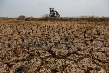 Kawasan sawah padi yang kering di Jonggol, Jawa Barat, Indonesia, pada 17 September 2026. Kemarau akibat El Nino menyebabkan lebih 700 hektar sawah di kawasan itu tidak dapat ditanam, selain meningkatkan risiko kebakaran hutan dan tanah di seluruh Indonesia.