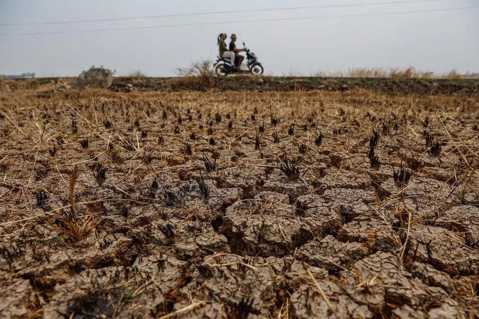 Kawasan sawah padi yang kering di Jonggol, Jawa Barat, Indonesia, pada 17 September 2026. Kemarau akibat El Nino menyebabkan lebih 700 hektar sawah di kawasan itu tidak dapat ditanam, selain meningkatkan risiko kebakaran hutan dan tanah di seluruh Indonesia.