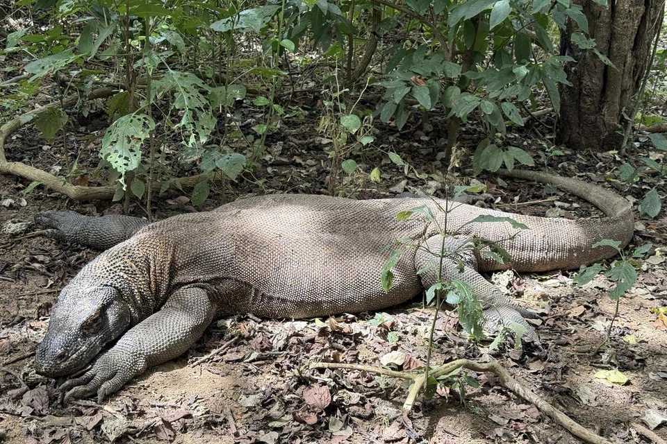 Dalam keadaan terlalu kenyang, pergerakan naga komodo menjadi perlahan. Ia cenderung untuk berdiam diri dan bersembunyi bagi mengelakkan bahaya, seperti yang telah dirakam oleh penulis. 