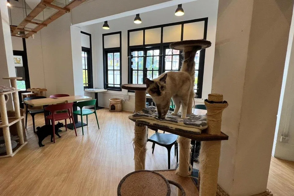 UNTUK PENCINTA KUCING: Jika anda suka pada kucing, The Cat Cafe membolehkan anda bermain-main dengan haiwan berbulu itu sambil menikmati minuman dan snek.