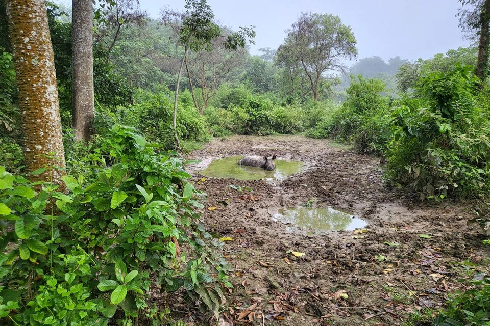 BADAK BERENDAM: Seekor badak dilihat di Taman Nasional Chitwan, berkubang di dalam air untuk menyejukkan badan pada hari yang panas.