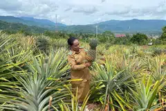 Nenas, ladang, Indonesia