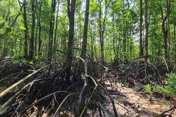 Sekitar 1.3 juta hektar hutan bakau di Asia Tenggara – kira-kira 18 kali ganda saiz Singapura – berada dalam bahaya jika ia ditebang bagi memberi laluan untuk menghasilkan komoditi seperti mengubahnya menjadi ladang kelapa sawit, sawah padi atau kolam akuakultur. Gambar merakam hutan bakau di Sungei Puaka, Pulau Ubin.