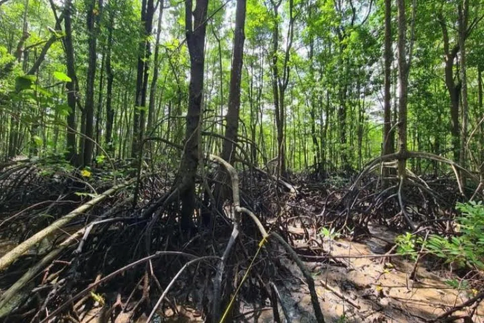 Sekitar 1.3 juta hektar hutan bakau di Asia Tenggara – kira-kira 18 kali ganda saiz Singapura – berada dalam bahaya jika ia ditebang bagi memberi laluan untuk menghasilkan komoditi seperti mengubahnya menjadi ladang kelapa sawit, sawah padi atau kolam akuakultur. Gambar merakam hutan bakau di Sungei Puaka, Pulau Ubin.