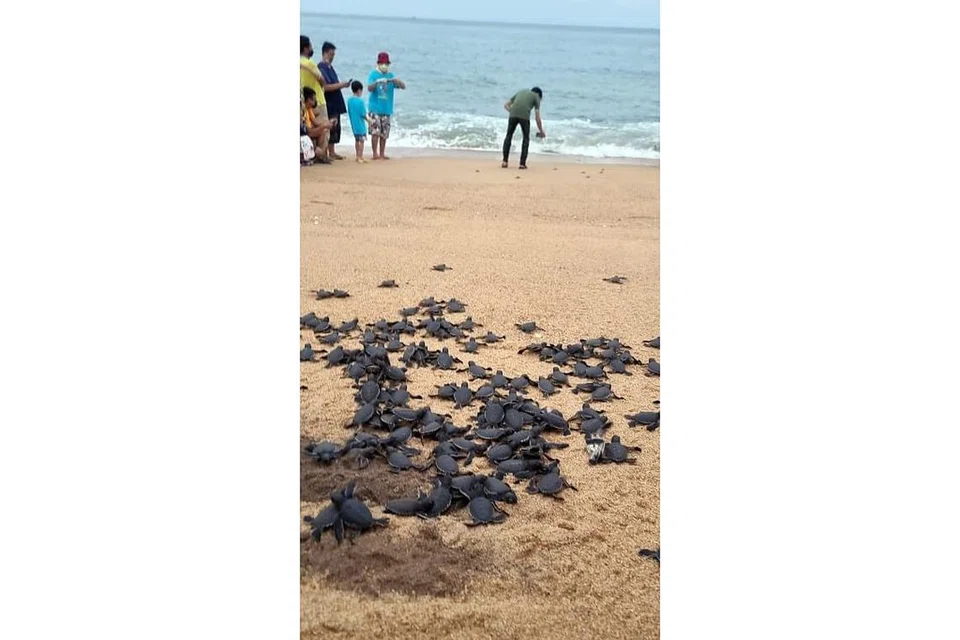 KEMUNCAK LAWATAN: Sekitar 50 anak penyu dilepaskan ke Laut China Selatan. Pengalaman ini merupakan antara kemuncak lawatan penulis sekeluarga ke santuari tersebut. - Foto-foto BH oleh SHAHIDA SARHID