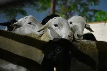 Sehingga 8 Oktober, lebih 300 sohibul korban masih menunggu wang mereka dipulangkan oleh The Meat Brothers (TMB), tanpa sebarang kepastian garis masa.