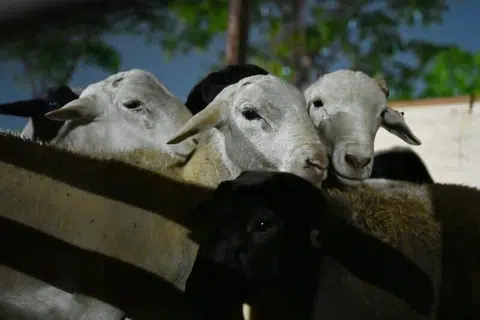 Sehingga 8 Oktober, lebih 300 ‘sohibul korban’ (individu yang melakukan ibadah korban) masih menunggu wang mereka dipulangkan oleh The Meat Brothers (TMB), tanpa sebarang kepastian garis masa.
